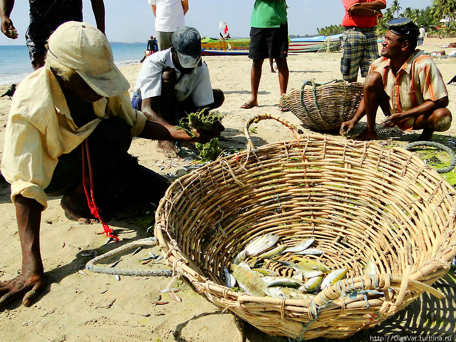 Ловись рыбка, большая и маленькая Тринкомали, Шри-Ланка