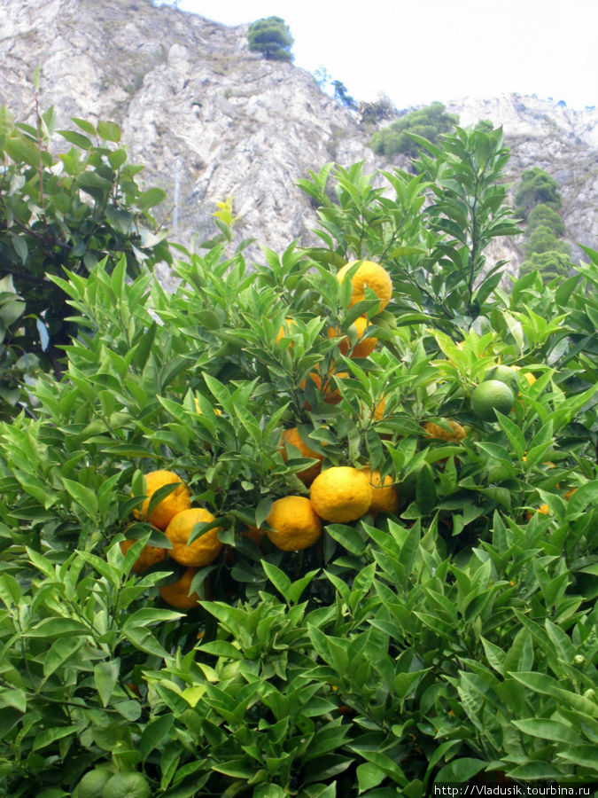 На самом деле растущих лимонов в городе мы не нашли ни одного. Это все апельсины или еще какие-то цитрусы, но не лимоны. Лимоне-сул-Гарда, Италия