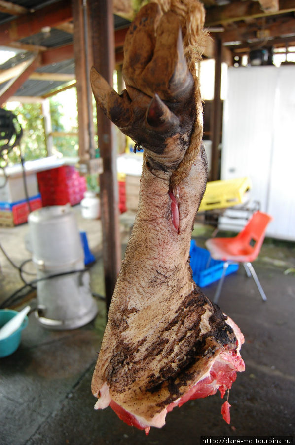 Свиная нога Охакун, Новая Зеландия
