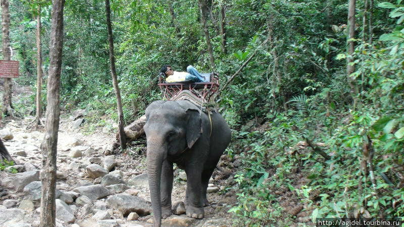 прогулки со Слонами Таиланд