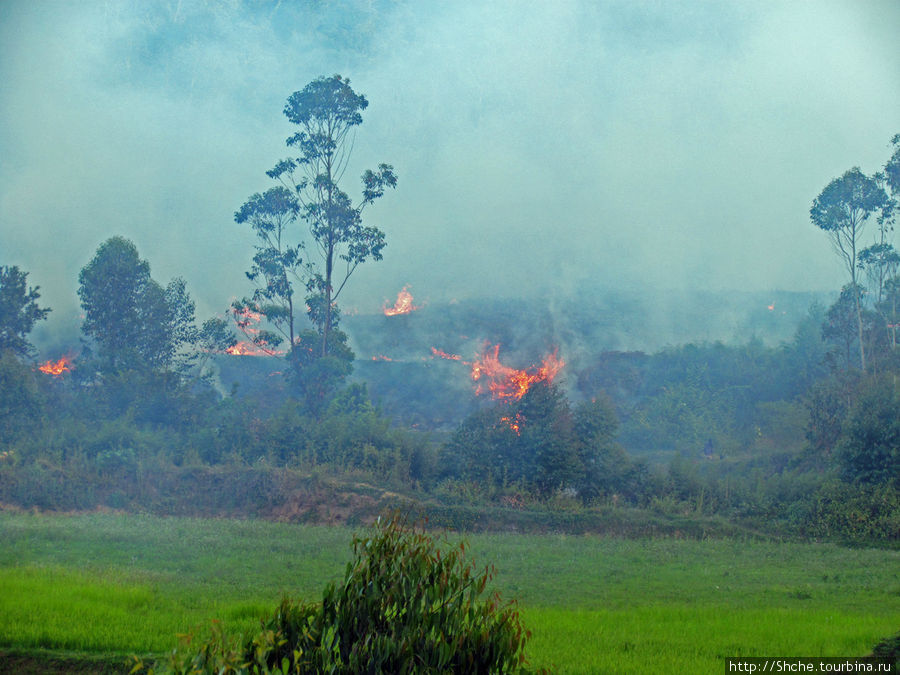 Местами местные выпаливают участки, но это не дикие джунгли. Провинция Туамасина, Мадагаскар