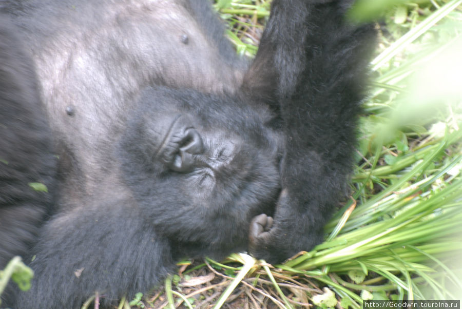 А потом взрослые решили немного отдохнуть.
Главная самка в блаженстве... Вулканос Национальный Парк, Руанда