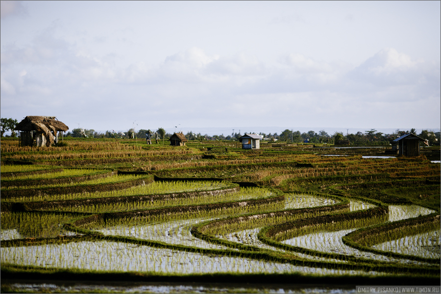 Рисовые плантации где-то по дороге в храму. Бали, Индонезия