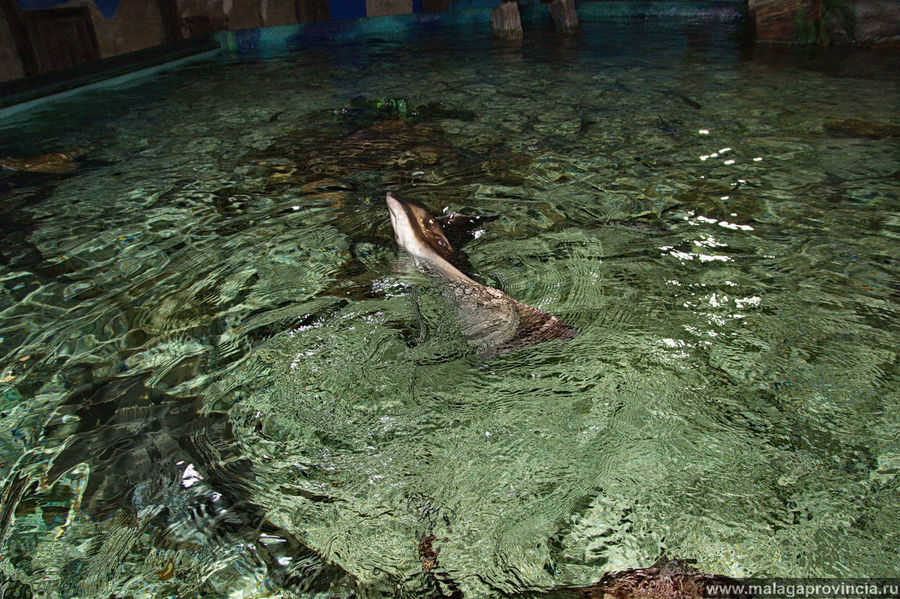 Скаты ведут себя как дельфины: наполовину высунувшись из воды, бегут по воде и барахтаются Беналмадена, Испания