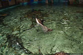 Скаты ведут себя как дельфины: наполовину высунувшись из воды, бегут по воде и барахтаются