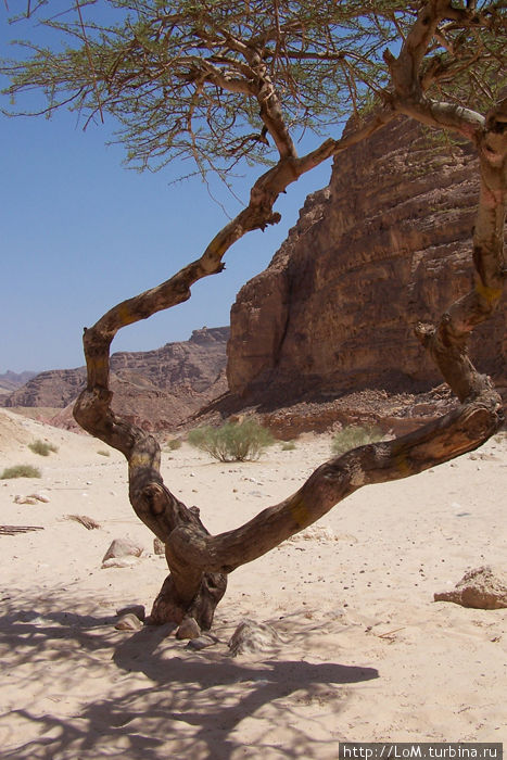 растительность каньона Цветной Каньон (Синай), Египет