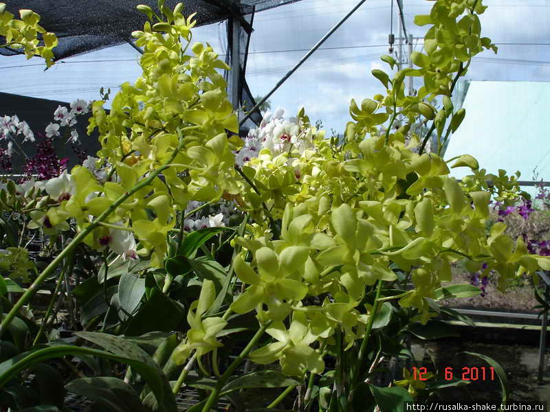 Оранжерея орхидей Санья, Китай