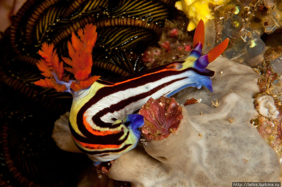 Голожаберные моллюски Комодо Национальный Парк, Индонезия