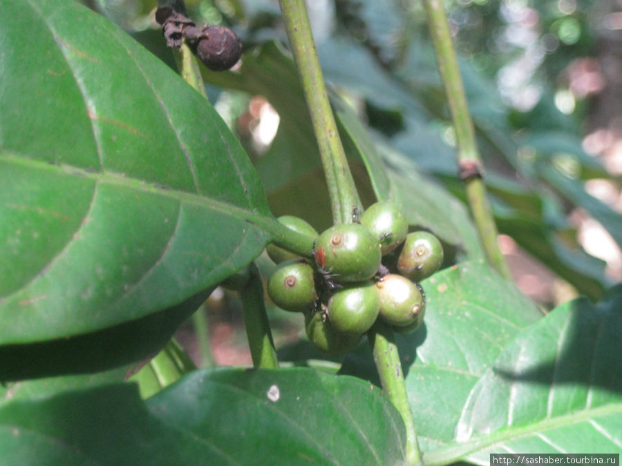 кофе в саду специй Шри-Ланка
