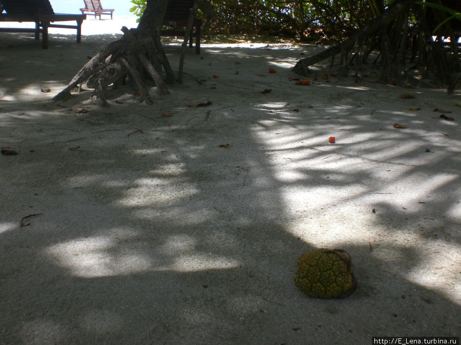 Незабываемые Мальдивы, октябрь 2008 г. Sun Island Южный Ари Атолл, Мальдивские острова