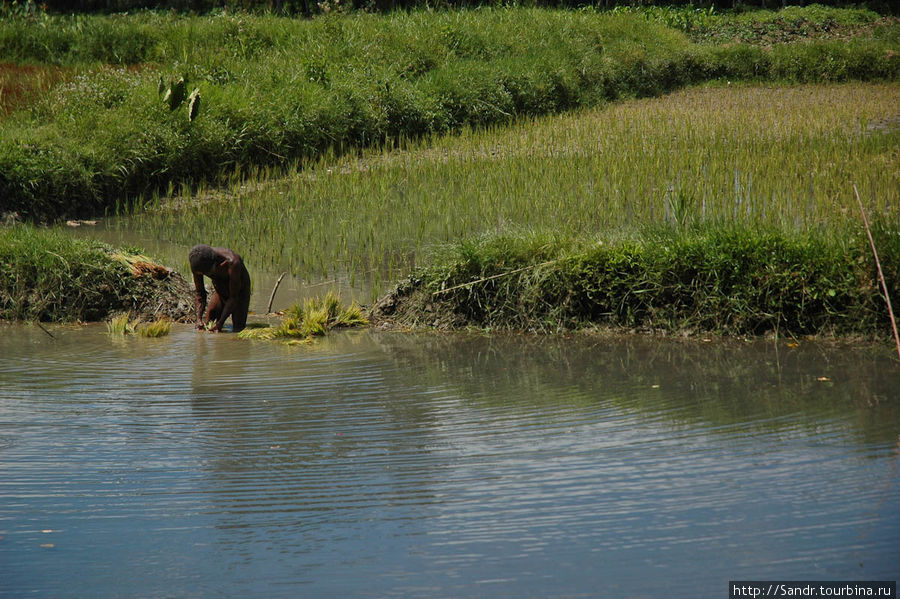 Абориген с котекой трудится на рисовом поле. Вамена, Индонезия