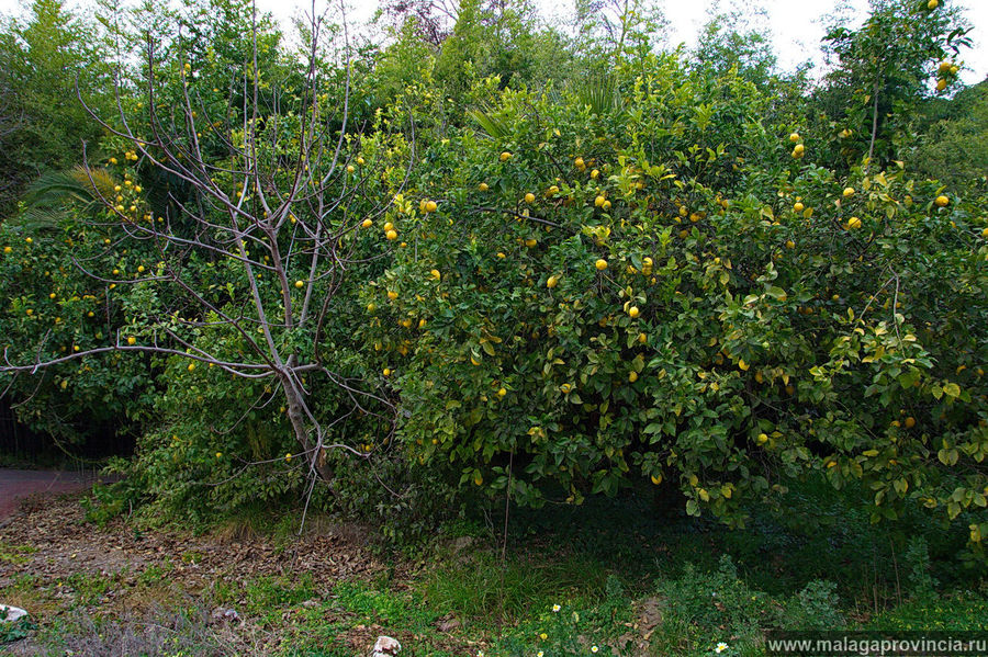 Апельсиново-лимонные рощи Малага, Испания