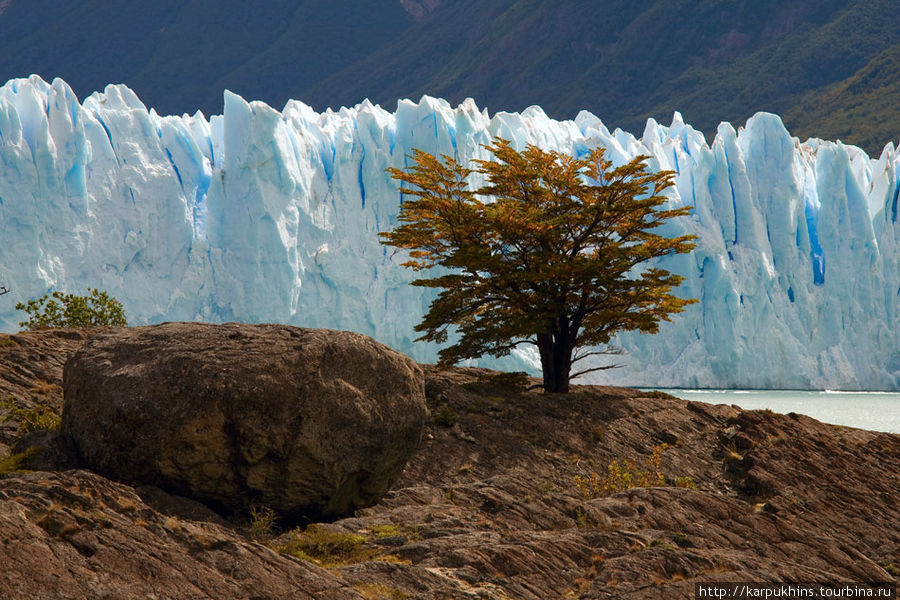 Это отдельно стоящее дерево так и просится в кадр на фоне ледника. Думаю, большинство это замечают и используют. Но снимать лучше с некоторого расстояния на длинном фокусе. Здесь у меня что-то ближе к 200мм. Лос-Гласьярес Национальный парк, Аргентина