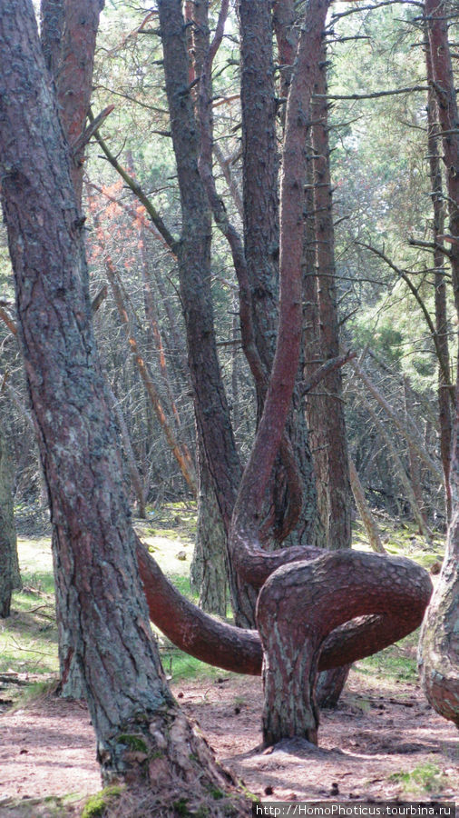 Танцы деревьев Куршская Коса Национальный Парк, Россия