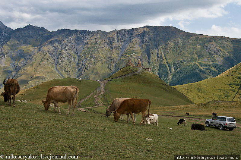 На высокогорном плато неспешно пасутся стада коров. Степанцминда, Грузия
