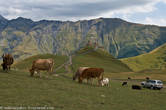 На высокогорном плато неспешно пасутся стада коров.