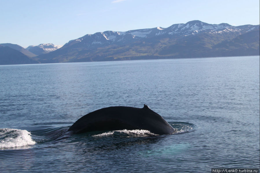 На китов! (авг 2011) Хусавик, Исландия