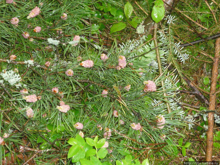 Когда цветут рододендроны Коувола, Финляндия