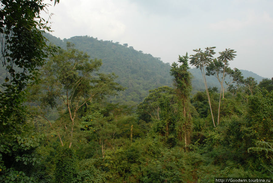 Нац. парк Бвинди. Хорошо известное место проживания нескольких семей редких горных горилл Уганда