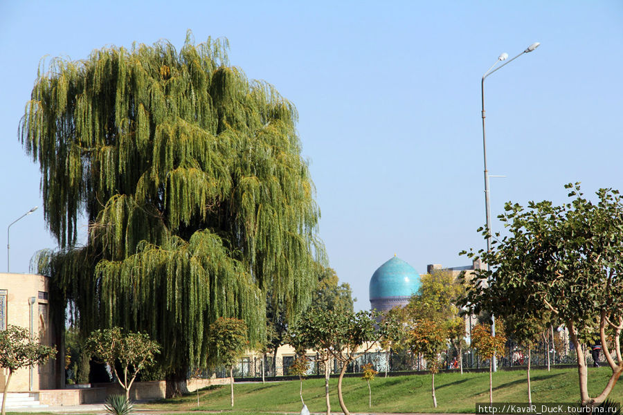 Деревья узбекистана фото с названиями