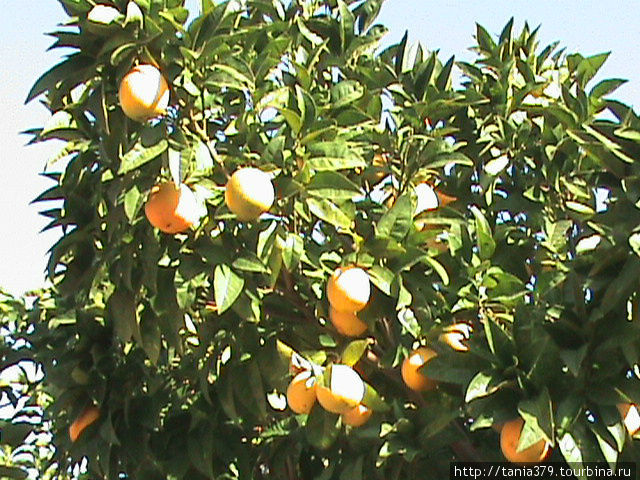 Апельсиновое дерево в ноябре. Неаполь, Италия