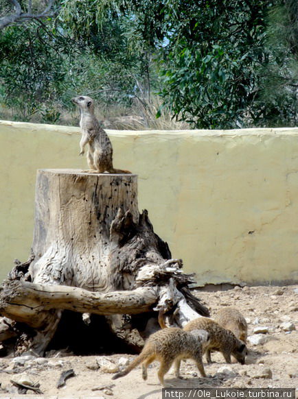 Зоопарк Фригия, Тунис Тунис