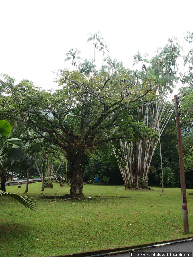 Ботанический сад и Пенанг хилл Пинанг остров, Малайзия