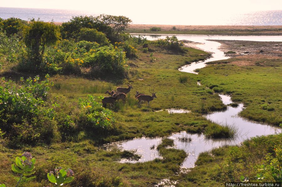 Ручей, куда олени вышли испить воды, впадает прямо в Индийский океан. Шри-Ланка