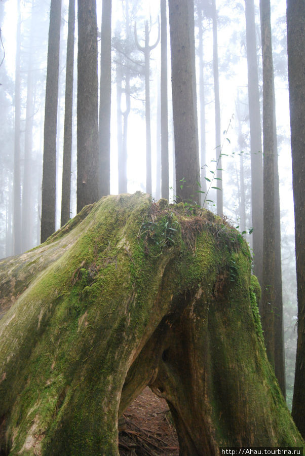 Алишань. Реликтовый лес на склоне Нефритовой горы Алишань, Тайвань