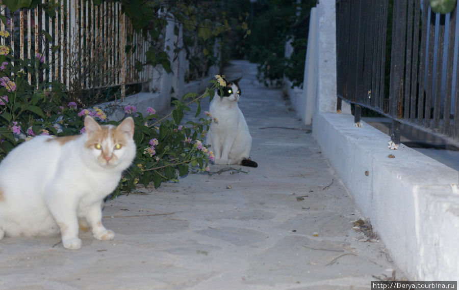 слегка испуганная кошка с подружкой (дело было вечером, фотографировали со вспышкой) Датча, Турция