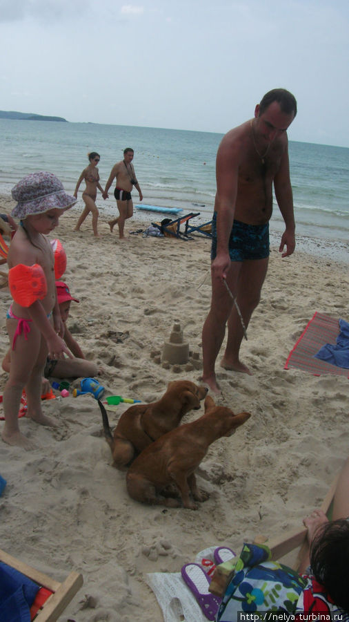 Тоже обитатели военного пляжа...очень смешно гоняют обезьян. Паттайя, Таиланд