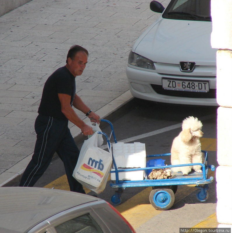Перевоз собак работает без устали Задар, Хорватия