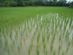 Рисовые поля.