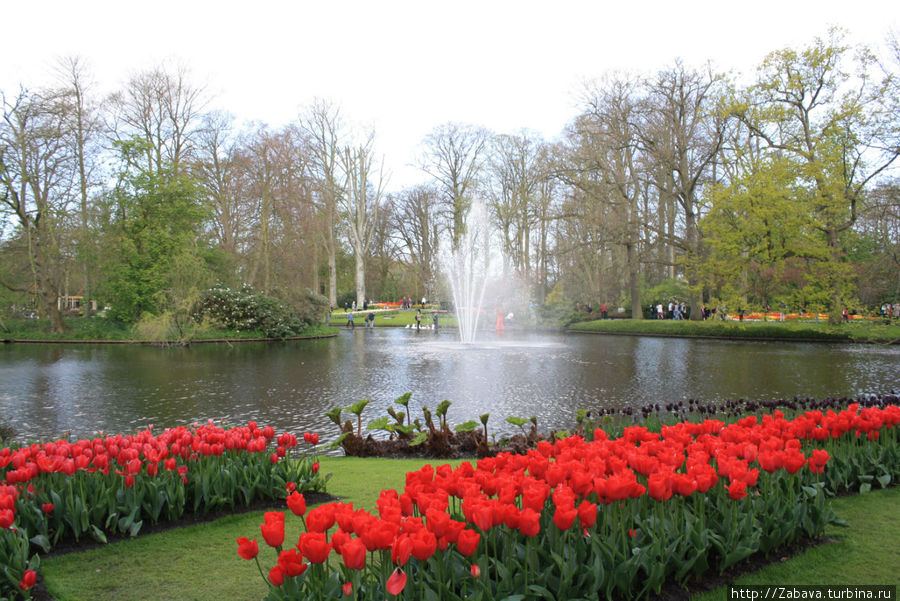 Алхимия весны: Кёкенхоф Лиссе, Нидерланды