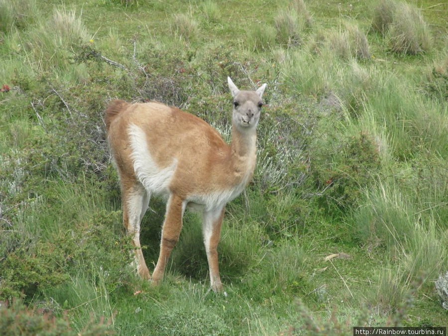 Этот был очень любопытненький Национальный парк Торрес-дель-Пайне, Чили