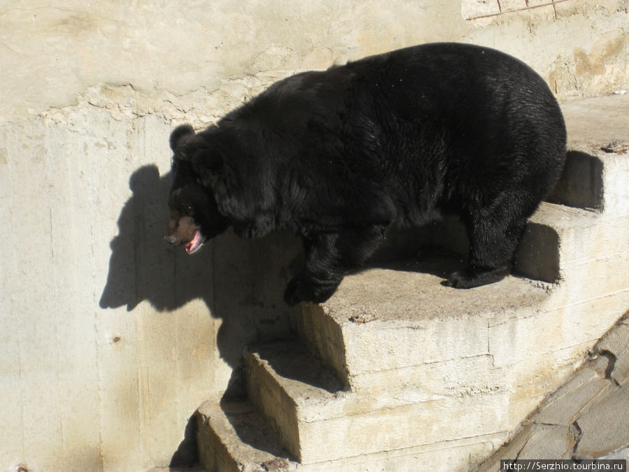 Медведь Москва, Россия