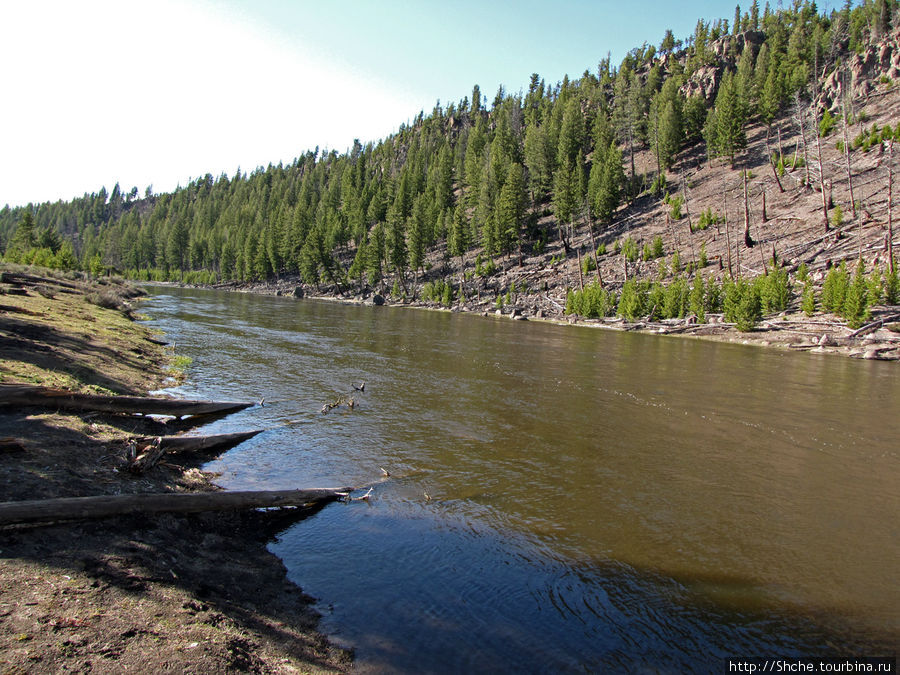 Река Мэдисон (Madison River) - 23 километра пути Йеллоустоун Национальный Парк, CША