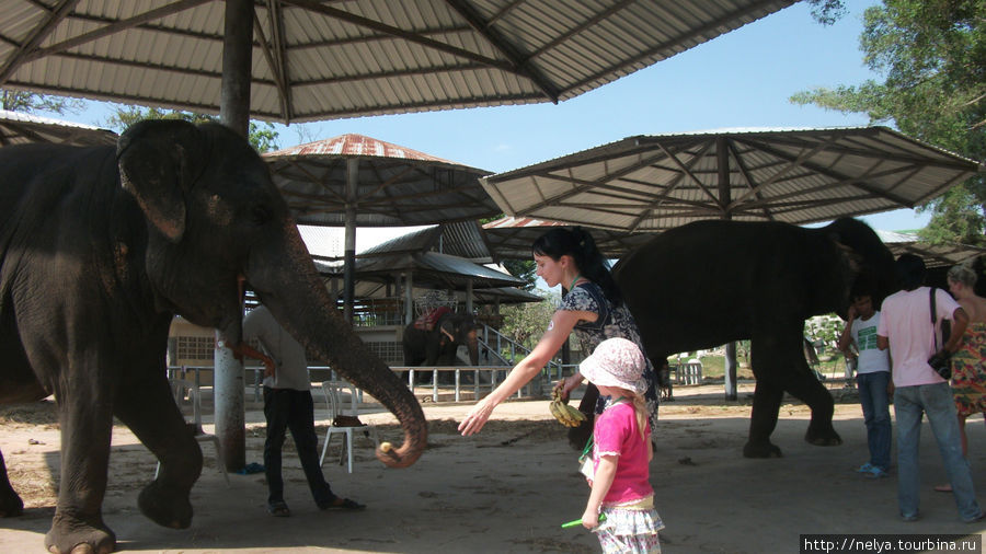Страна слонов. Тайланд Паттайя, Таиланд