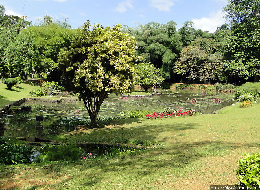 Королевский Ботанический сад — чем не Эдем Перадения, Шри-Ланка