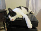 Это наш котик Вася. Он ещё подросток, но уже вырос большой. Ему всего 8 месяцев примерно.
На принтере-сканере отдыхает...
