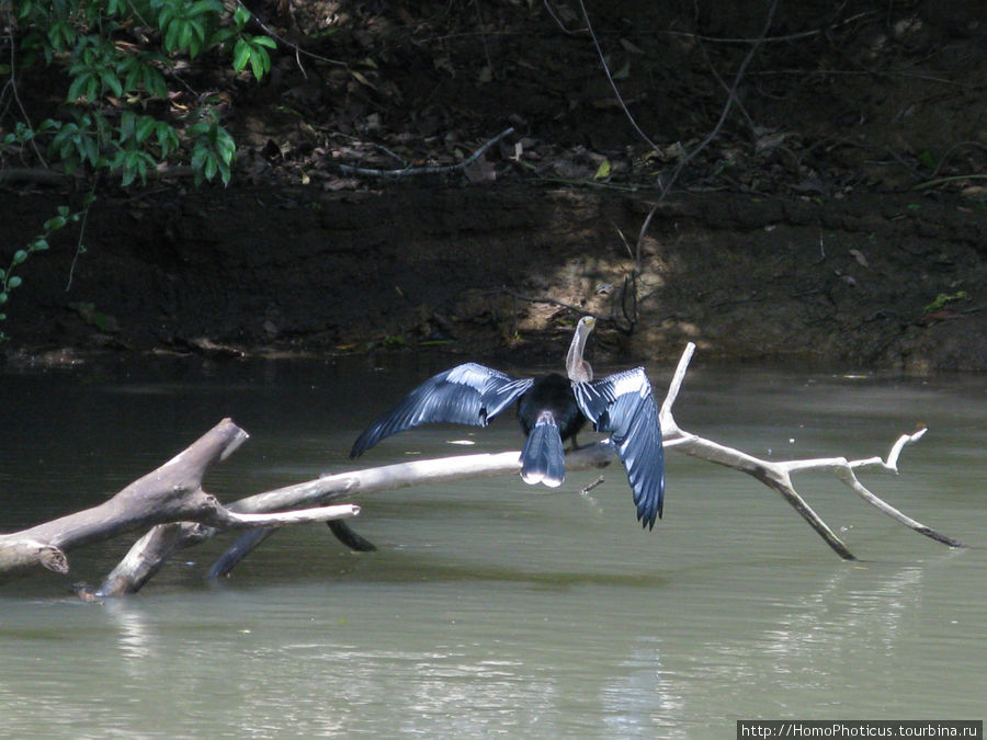 Птица-рояль, она же змеешейка, сохнет)) Провинция Алахуэла, Коста-Рика