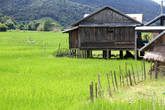 Традиционный деревянный дом на рисовом поле