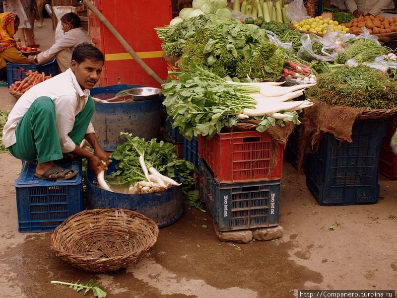 Забегая вперед, скажу, что только в Дели я видел как продавцы овощей и фруктов моют свой товар перед продажей. В остальных городах Индии все это выглядело менее аппетитно :-) Дели, Индия
