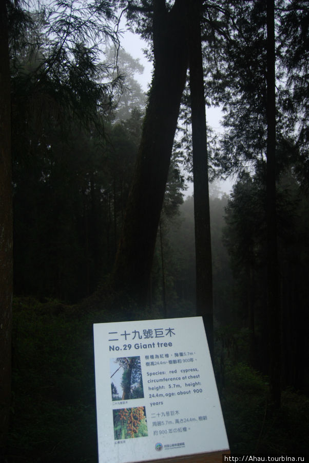 Алишань. Реликтовый лес на склоне Нефритовой горы Алишань, Тайвань