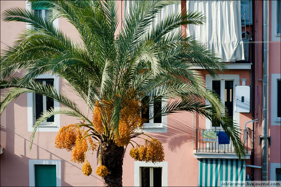 Вид из окна обычной римской квартиры. Пальма, цвет, позитив. Рим, Италия