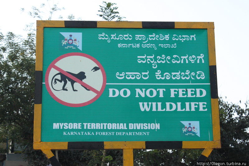 Кормить обезьян запрещено, но если вы дадите им банан или ананас никто не пострадает Майсур, Индия
