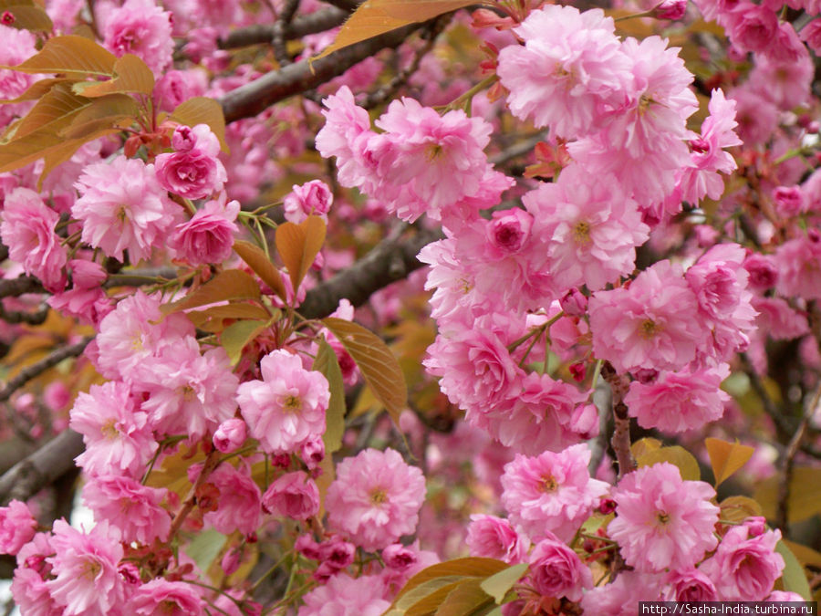 цветёт японская сакура (лат. prunus serrulata)