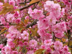 цветёт японская сакура (лат. prunus serrulata)