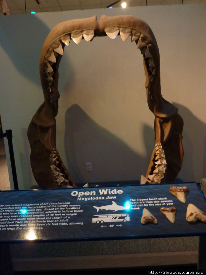 Челюсти древней гигантской акулы Гэлвестон, CША