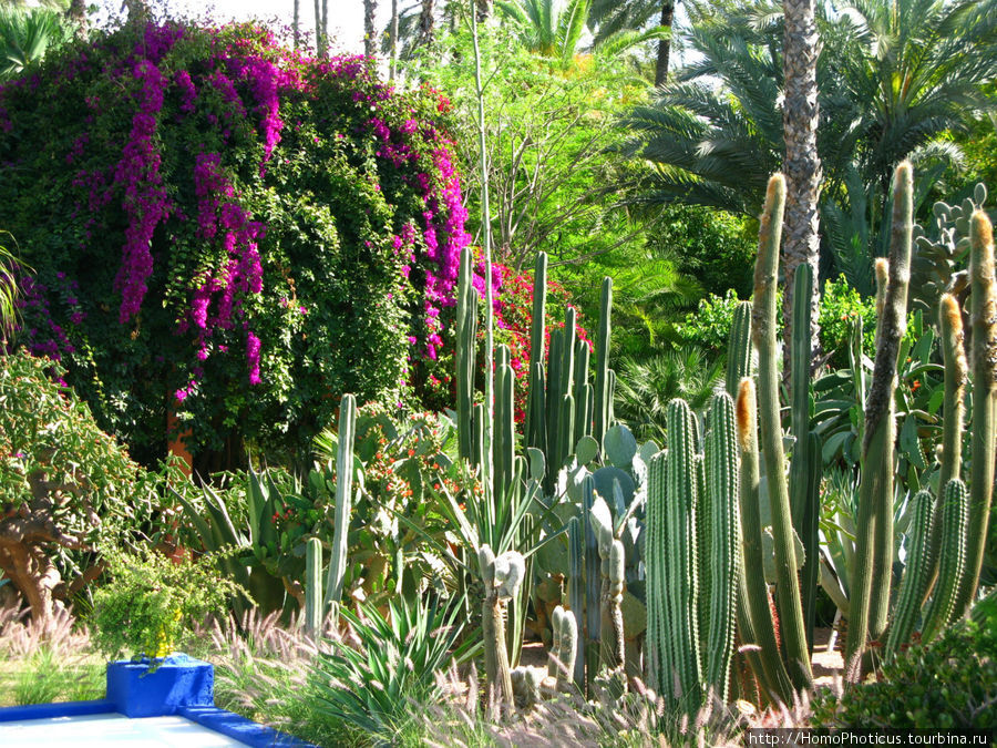 Сад Мажореля Марракеш, Марокко
